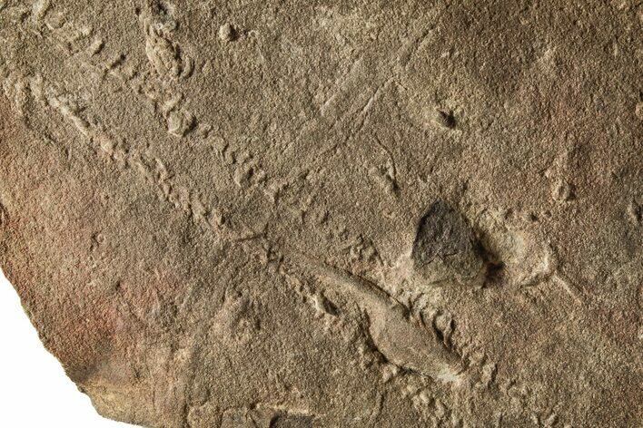 Cruziana (Fossil Trilobite Trackway) - Morocco #274958
